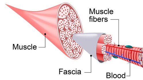 muscle-anatomy