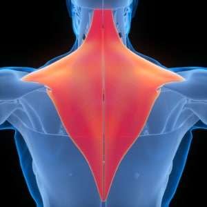 trap-3-muscle-300x300.jpg
